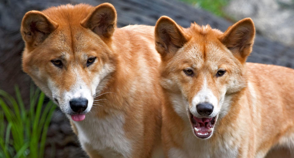The woman tried to pull away as the dingoes ripped at her flesh. File pic. Source: Getty Images
