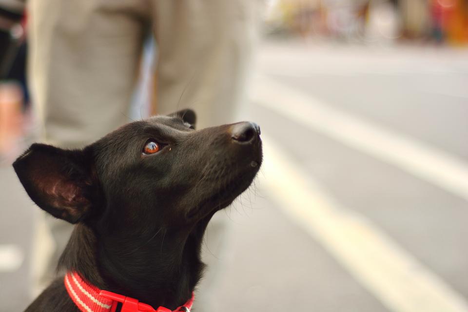 黑狗外型不似其他犬種搶眼，且人們對黑色存有「不祥」、「特別凶」等刻板印象，領養率低。圖片來源：Getty images