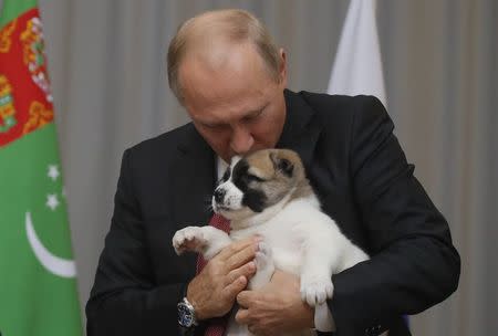 Russian President Vladimir Putin kisses a Turkmen shepherd dog, locally known as Alabai, presented by Turkmenistan's President Gurbanguly Berdimuhamedov during a meeting in Sochi, Russia October 11, 2017. REUTERS/Maxim Shemetov