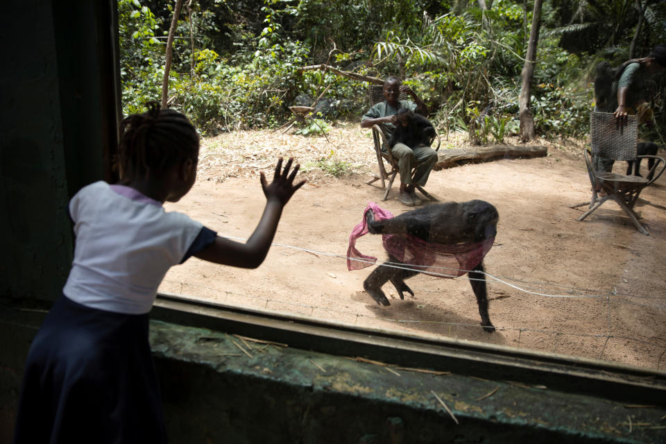 La caza de animales salvajes en el Congo amenaza con destruir la fauna de la región