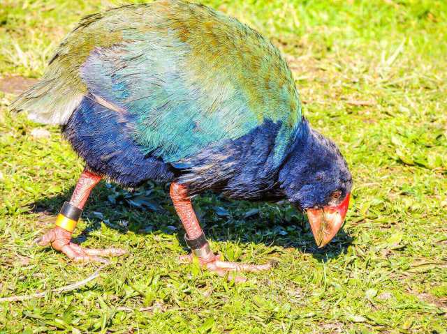 Takahē