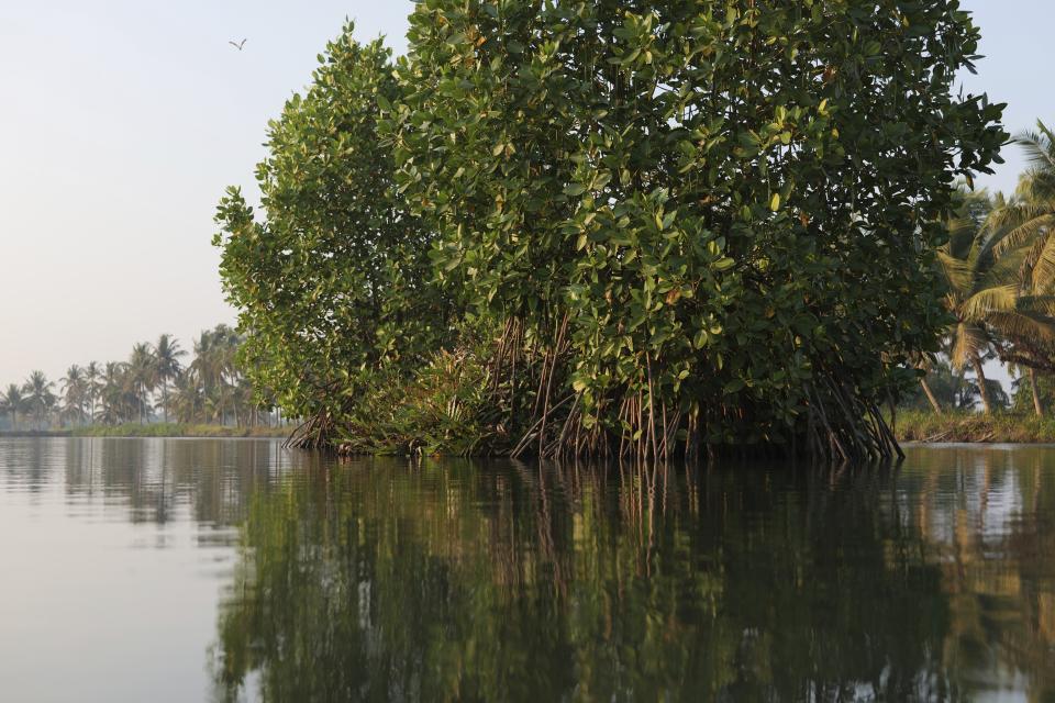 A patch of mangroves are visible in a water body opposite T. P. Murukesan's house on Vypin Island, in Kochi, Kerala state, India, on March 4, 2023. Known locally as Mangrove Man, Murukesan has turned to planting the trees along the shores to counter the impacts of rising waters on his home. (AP Photo/Shawn Sebastian)