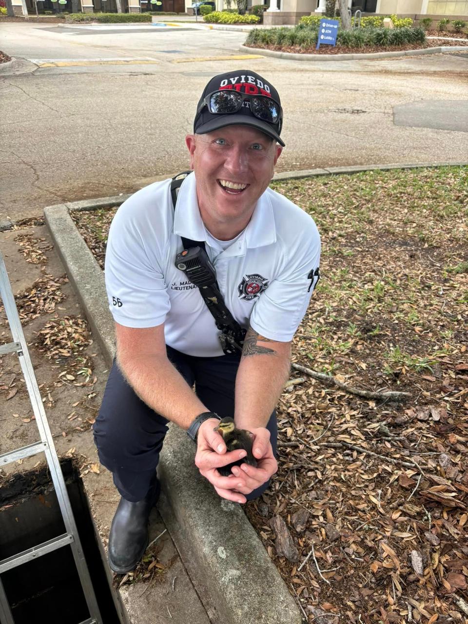 11 baby ducks were reunited with their mother on Saturday afternoon when Oviedo firefighters pulled them out of a storm drain.