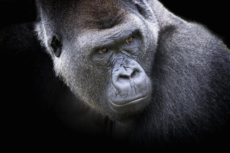 Male Western Lowland Gorilla (Gorilla gorilla gorilla).