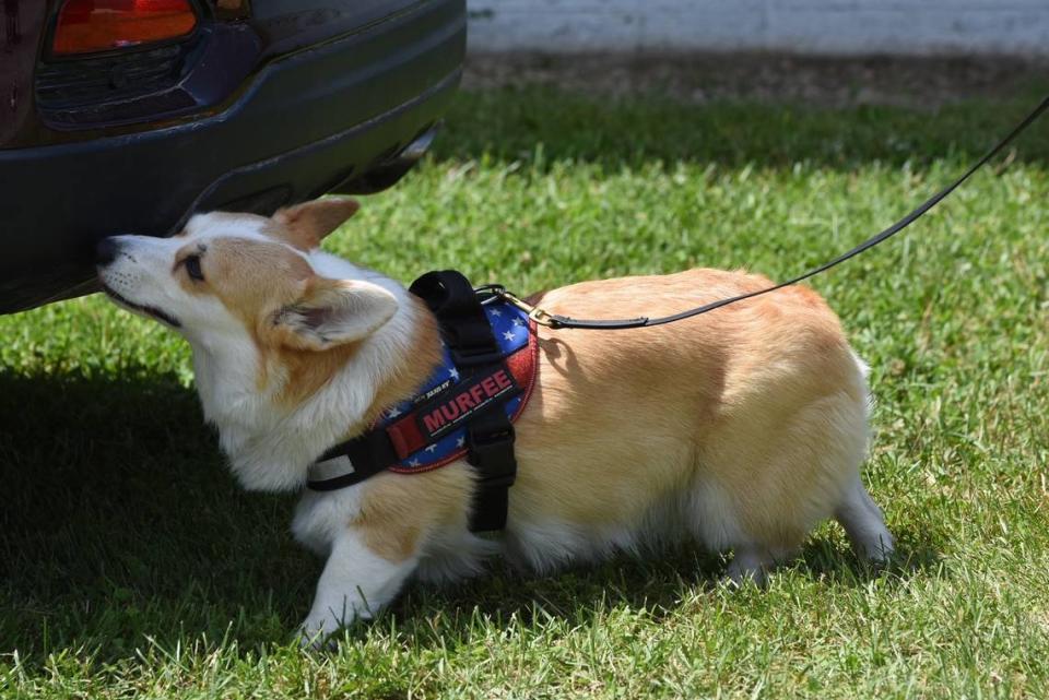 Murfee, a 4-and-a-half year old Pembroke Welsh corgi, searches a vehicle for scents.