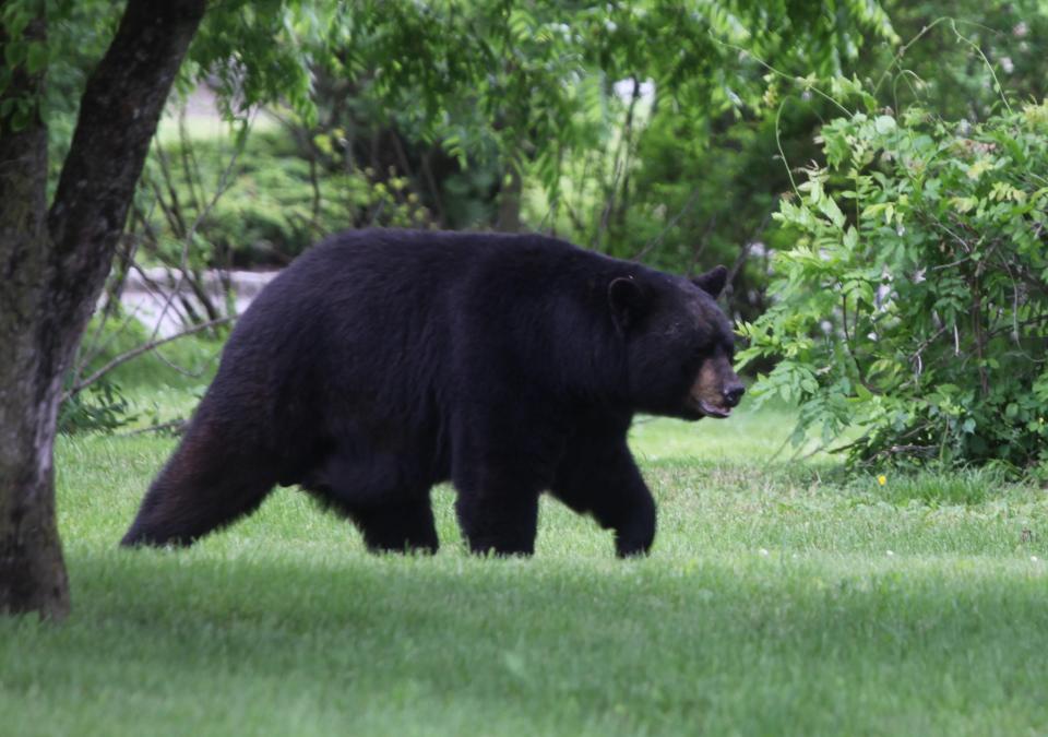 A large black bear in Sparta.