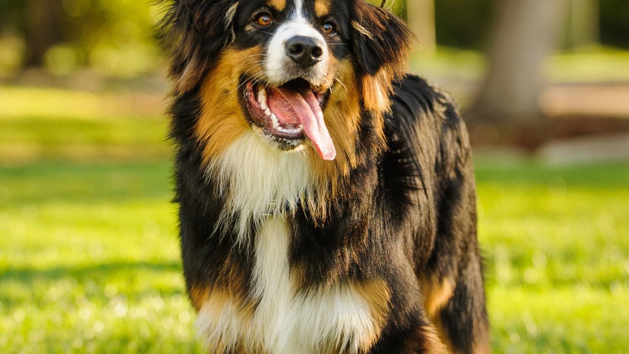 bernese mountain dog