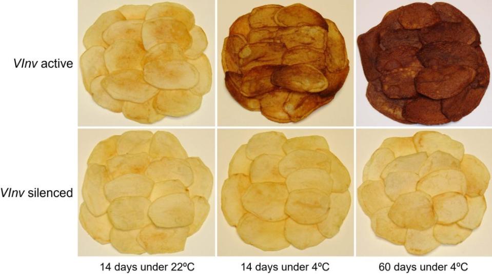 通過關閉馬鈴薯液泡性轉化酶基因，即VInv，密歇根州立大學的研究人員證明了在低溫存儲的馬鈴薯經過炸製後可以產生更健康、更吸引人的薯片。（圖／《植物細胞》）