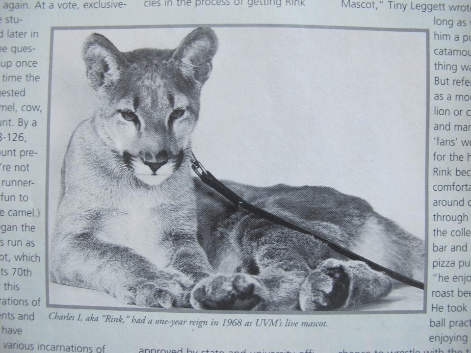 Rink, the catamount (or panther, or cougar), was briefly UVM's real-live mascot in 1968, as seen in this photo published in Vermont Quarterly on Jan. 21, 2015