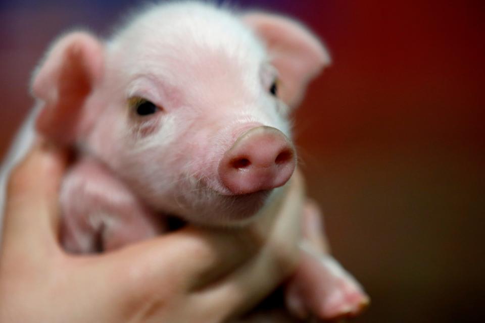 A pig is pictured in the Oklahoma Veterinary Medical Association (OVMA) Birthing Center during the 2022 Oklahoma State Fair at the OKC Fairgrounds.