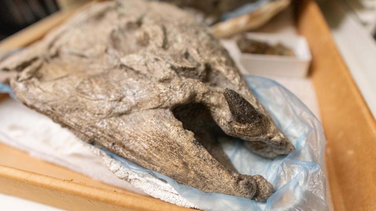  Images of the Spike-tooth Salmon fossil and display. 