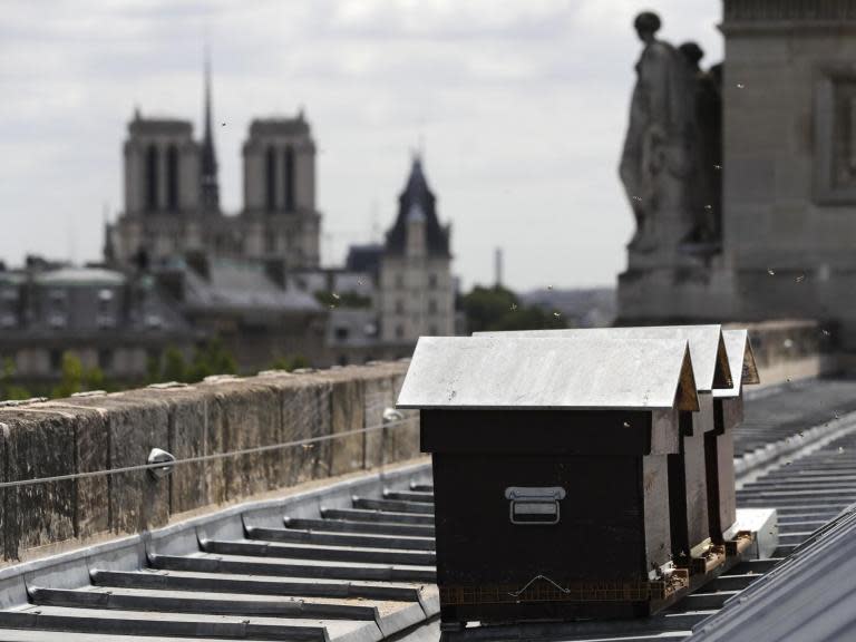 Bees survive Notre Dame fire after getting ‘drunk on smoke’