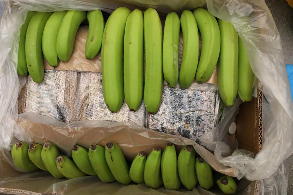 Packages of cocaine were hidden inside a crate of fruit and discovered by Norwegian customs officers at a Bama warehouse in Oslo  (OSLO POLICE DISTRICT/AFP via Get)