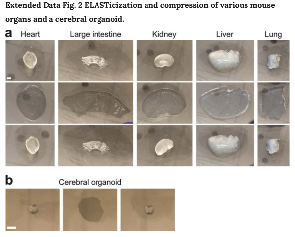 Photo credit: Nature Methods/MIT