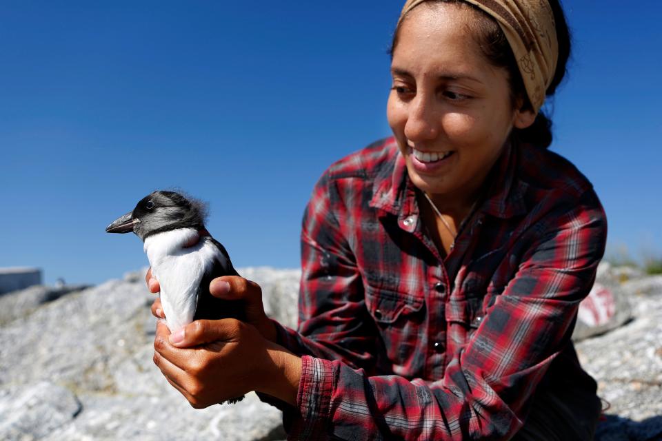 In this July 19, 2019, file photo, research assistant Andreinna Alvarez, of Ecuador, holds a puffin chick before weighing and banding the bird on Eastern Egg Rock, a small island off the coast of Maine. This year's warm summer was bad for Maine's beloved puffins. Far fewer chicks fledged than need to to stabilize the population.