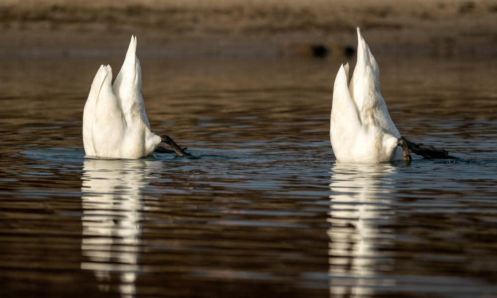 <span>Photograph: Ronald Wittek/EPA</span>