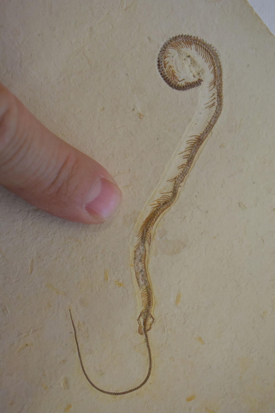 Paleontologist Michael Caldwell took a selfie with his finger next to <em>Tetrapodophis amplectus</em> to illustrate the specimen's small size. <cite>Michael Caldwell</cite>