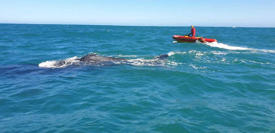 A photo shows rescuers near the young whale.