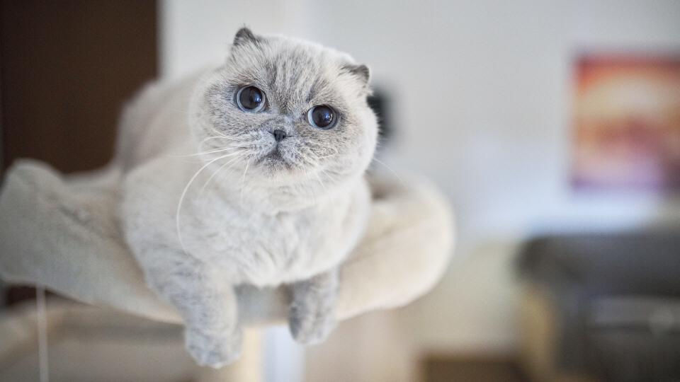 Scottish fold cat