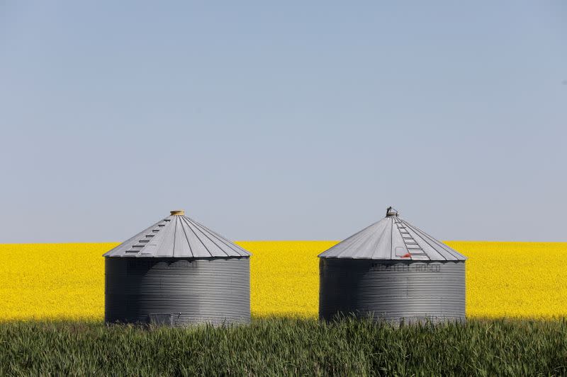 FILE PHOTO: Western Canadian canola fields are seen in full bloom before harvest in rural Alberta