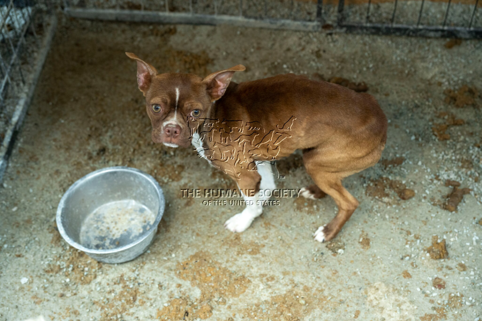 The Humane Society of the United States is assisting the Johnston County Sheriff’s Office in the rescue of dozens of dogs and puppies from a main street property as part of an alleged cruelty situation at two puppy mills in Milburn, Okla on Monday, March 11, 2024. (Kevin Wolf/AP Images for HSUS), Kevin Wolf/AP Images for the HSUS