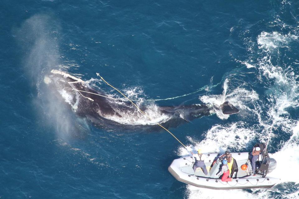 This photo released by the Georgia Department of Natural Resources shows Right whale #4057 circling to the right as responders from the Georgia Department of Natural Resources and Florida Fish and Wildlife Conservation Commission throw a custom-made "cutting grapple," hoping to sever the long strand of fishing rope exiting the whale's mouth. Seconds later the heavy rope parted and the whale swam away unencumbered. (AP Photo/ Florida Fish and Wildlife Conservation Commission, taken under NOAA permit #15488)