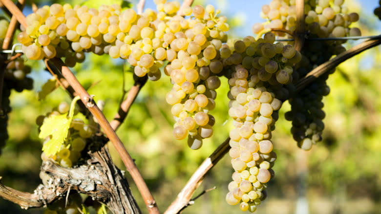 viognier grapes on vine