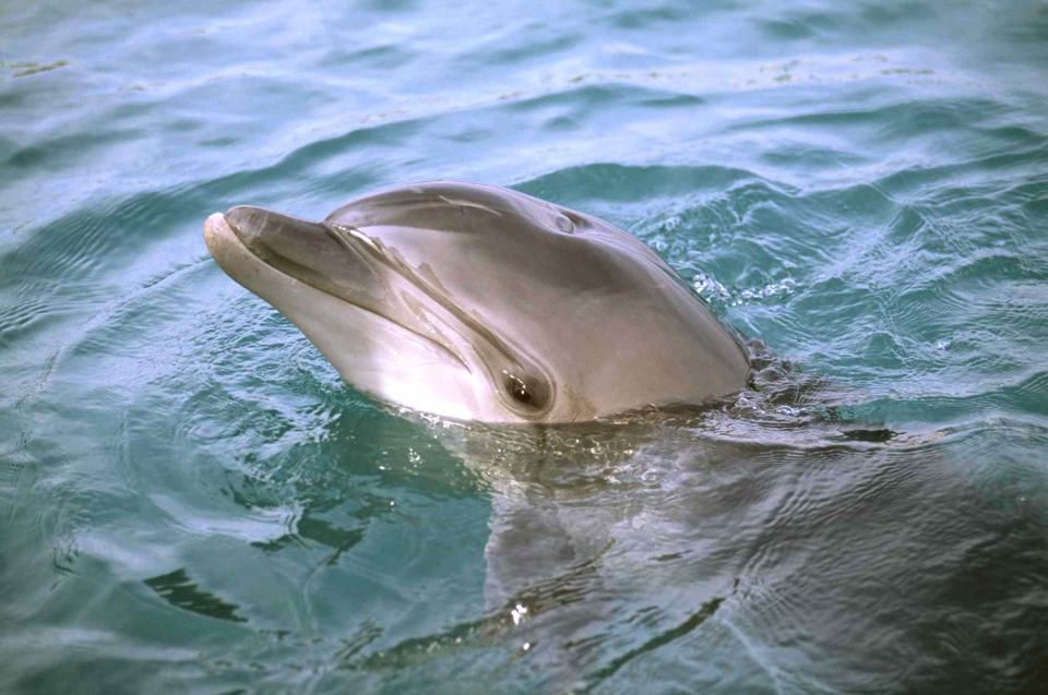 Getty  dolphin