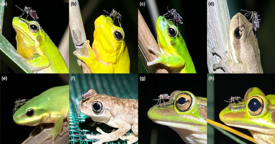 在高爾德拍攝的帶有蚊子的12張蛙照片中，每一隻蚊子都在蛙的鼻孔皮膚上取食。（圖／<a href="https://onlinelibrary.wiley.com/doi/full/10.1111/eth.13424" rel="nofollow noopener" target="_blank" data-ylk="slk:Ethology;elm:context_link;itc:0;sec:content-canvas" class="link "><em>Ethology</em></a>）
