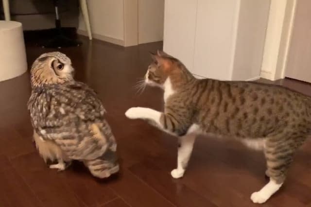 Owl and pet cat fight