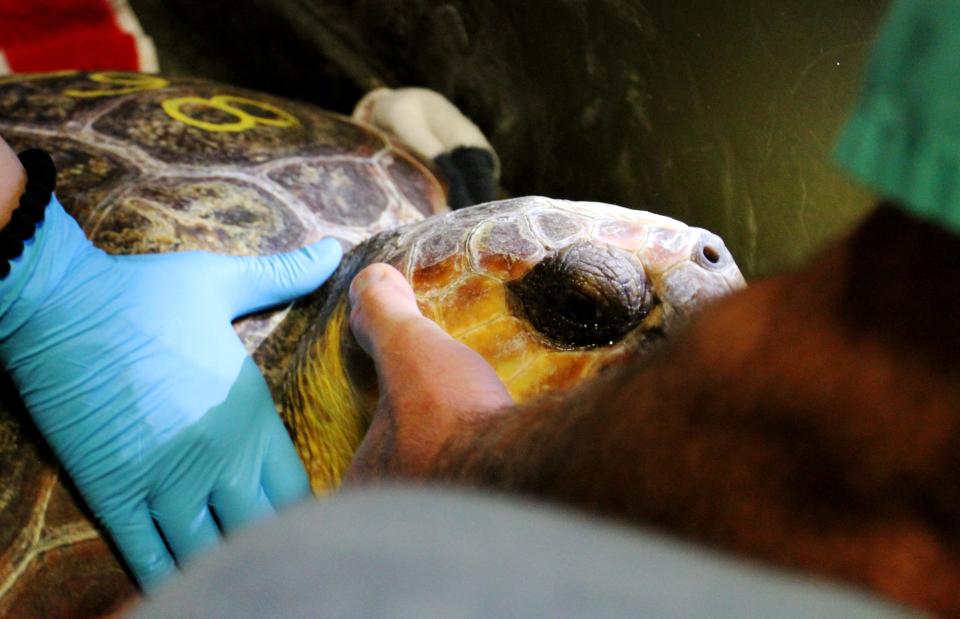 A loggerhead turtle is closely inspected before going into a pool at Wonders of Wildlife Jan. 2.