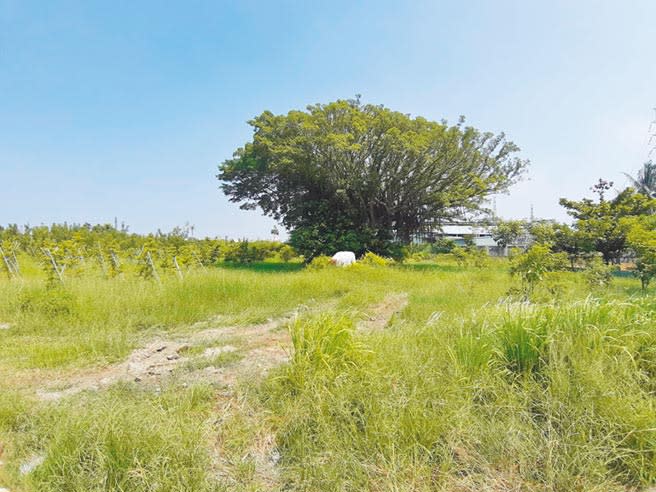 民進黨立委邱志偉力促梓官區興建運動公園，圖為梓官運動公園預定地。（林瑞益攝）