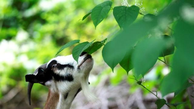 A amêijoa-japónica do Tejo, uma experiência que pode ser letal - Life  Invasaqua