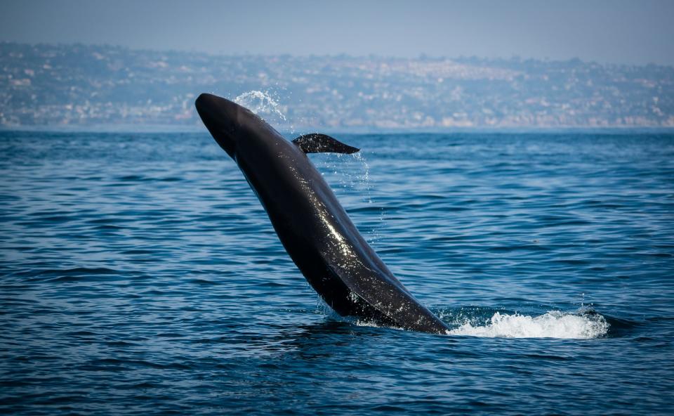 A false killer whale breeches in San Diego, California during the February whale season.