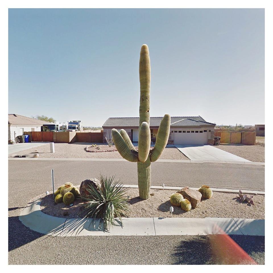 Cactus_USA
