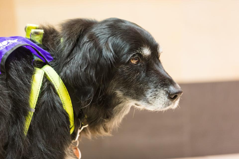 Bodie, a service dog available for flyers to pet, stands near the Compassion Corner at Sky Harbor International Airport's Terminal 4 in Phoenix on Feb. 17, 2022.