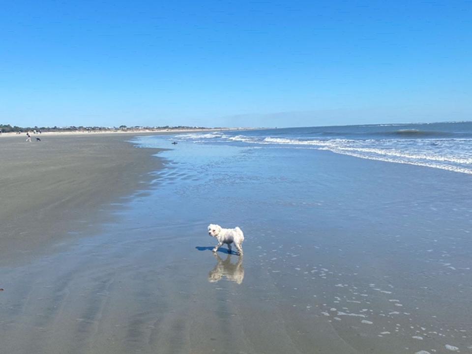 white dog standing on beach in charleston, south carolina