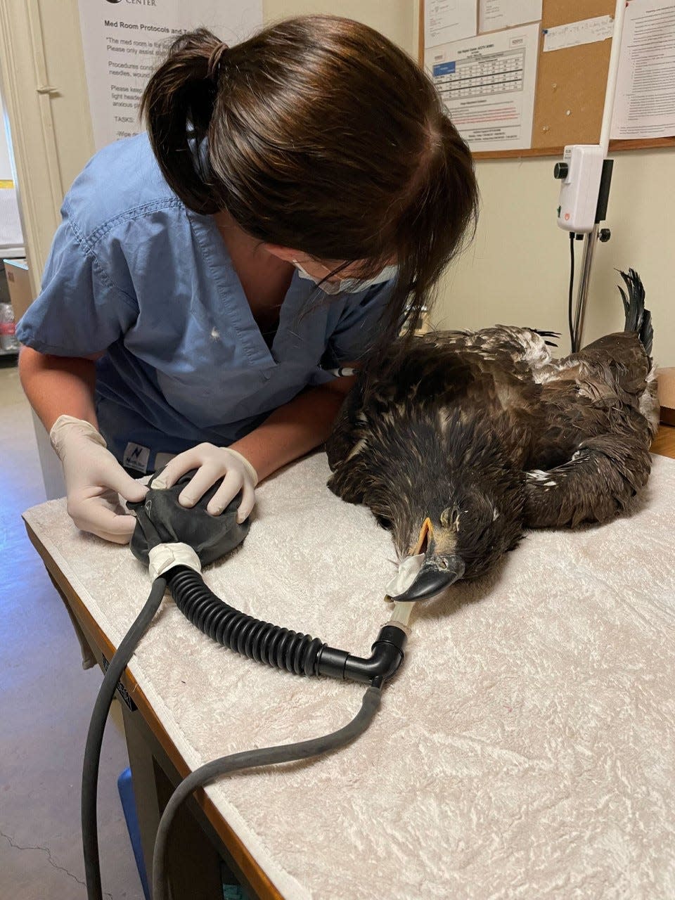 Dr. Stephany Lewis examines a young bald eagle that fell out of a nest on Santa Cruz Island.