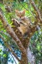 <p>A kitty looks suprised to have its picture taken while chilling in a tree at the Lanai Cat Sanctuary in Hawaii. (Photo: Andrew Marttila/Caters News) </p>