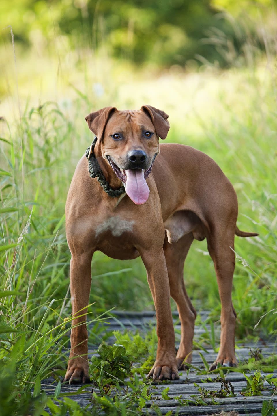 15) Rhodesian Ridgeback