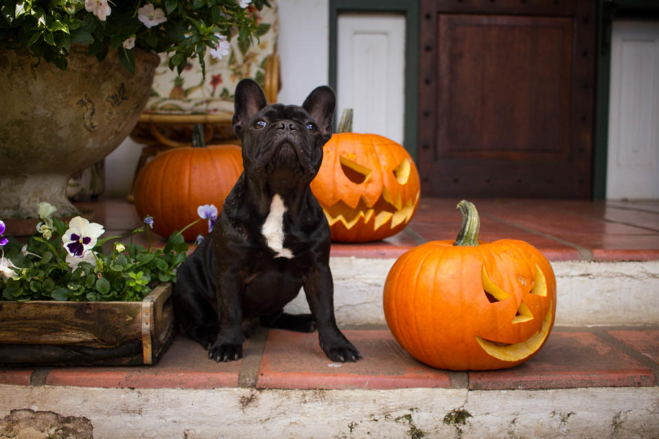 It's all treats and no tricks this Halloween for the pet in your life. (Photo: Getty Images)