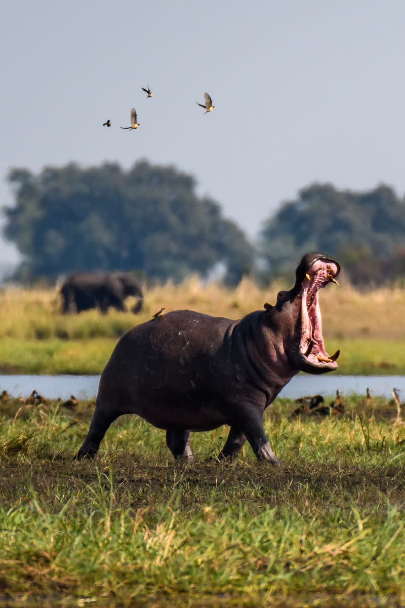 14. Hippos are insanely fast for their size.