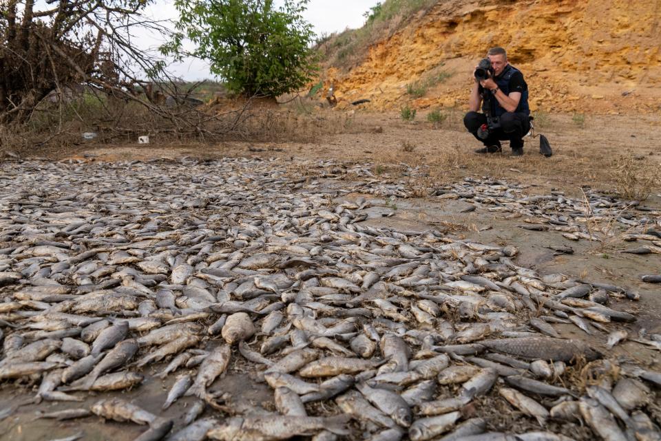 A photographer takes photo of dead fish in the dried-up Kakhovka Reservoir (AP)