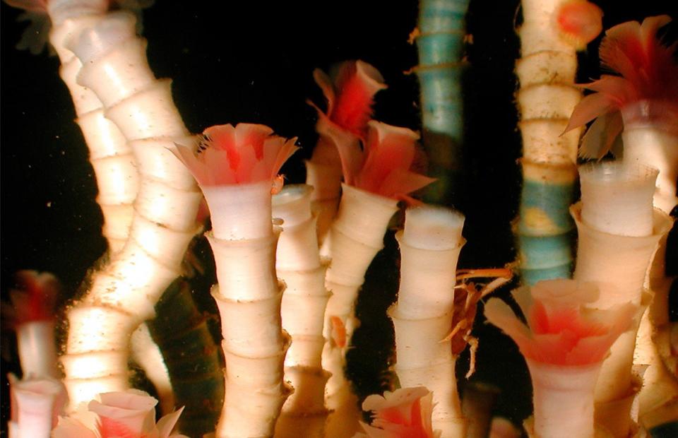 Tube Worm — 250 Years