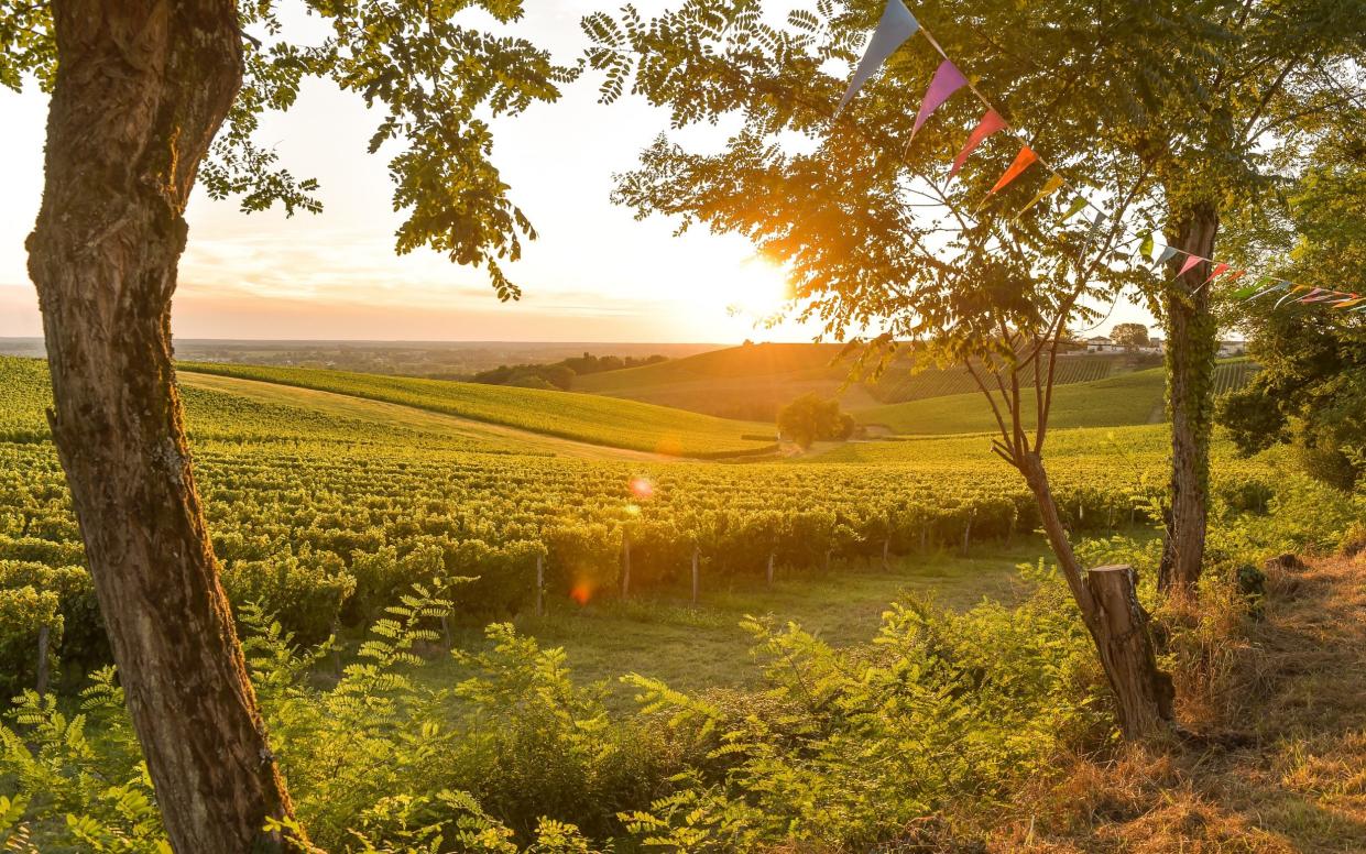 vineyards france bordeaux - Getty