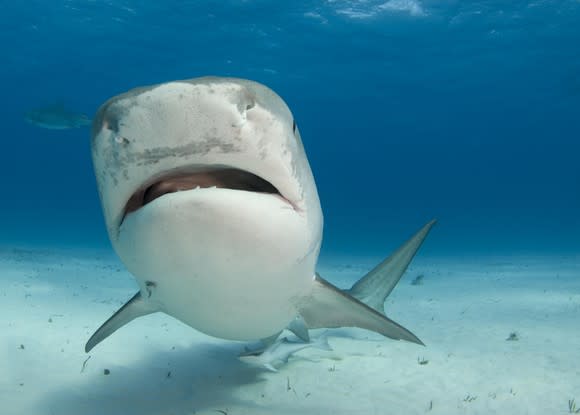 A shark swimming towards the camera.