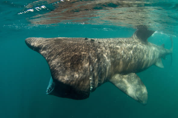 Basking Shark (Cetorhinus maximus)feeding just below surface Cornwall, England, summer Nature