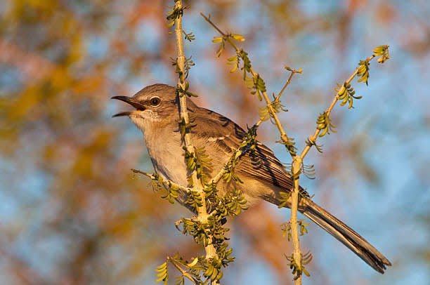 The northern mockingbird is the state bird for Arkansas.