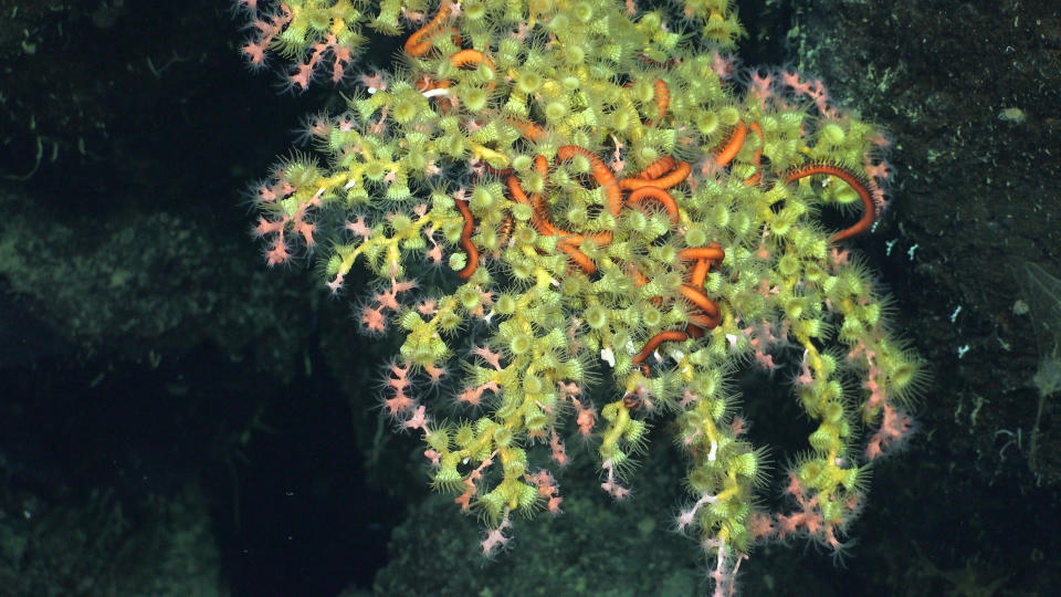 Brittle stars entwined in a coral structure growing on a vertical wall of rock.