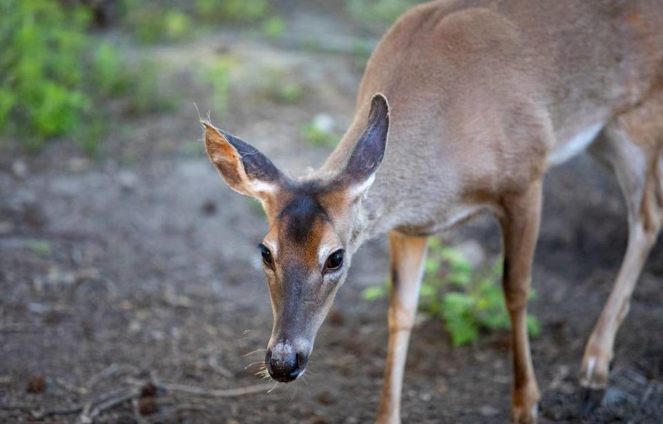 Vehicle-deer collisions have tripled in Horry County in the last decade as the area’s population has grown.